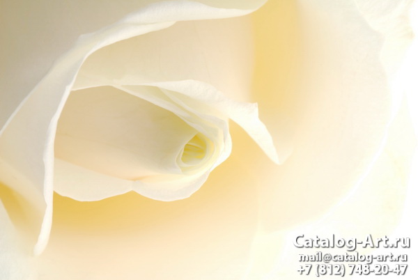 White roses 22